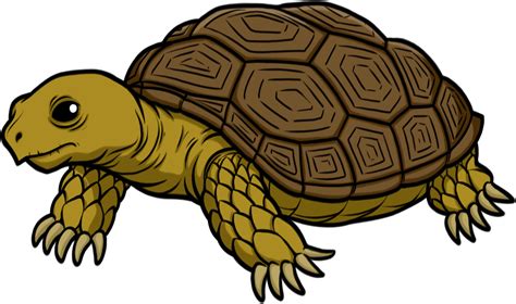 tortise clipart|free printable tortoise pictures.